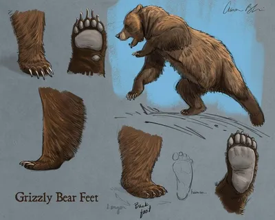 Фото хвоста медведя: выбирайте формат и размер
