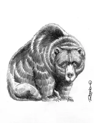 Хвост медведя: фотографии в высоком разрешении