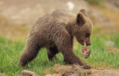 Фото хвоста медведя: бесплатные изображения различных размеров