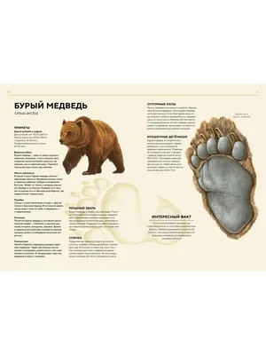 Хвост медведя: красота природы в разных форматах