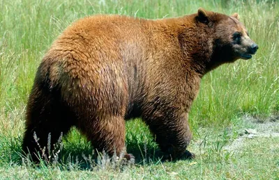 Хвост медведя: фотографии с разнообразными фонами