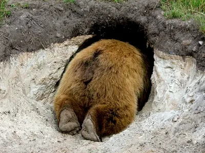 Хвост медведя в фотографиях: свободное скачивание картинок