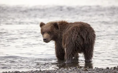 Фото хвоста медведя: красота природы на вашем экране