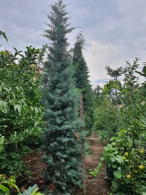 Кипарис аризонский 350 см/ Cupressus - Кипарис Аризонский, Хвойные |  Питомник декоративных растений в Одессе: цена, отзывы.