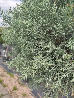 Bahor Gullari - 🇷🇺 Кипарис Аризонский представляет собой вечнозеленое  растение, которое часто используется в качестве декоративной посадки в  садах, парках и скверах. Его пышная крона светло-зеленого цвета имеет  красивую форму. Небольшие коричневые