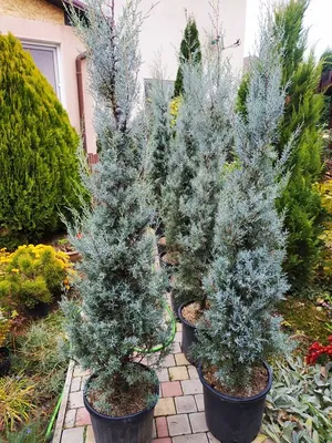 Кипарис аризонский семена 0,5 грамма (около 100 шт) (Cupressus arizonica)  (ID#1709997579), цена: 89.10 ₴, купить на Prom.ua