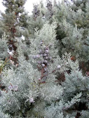 Cupressus sempervirens | Отдел «Ботанические экспозиции»