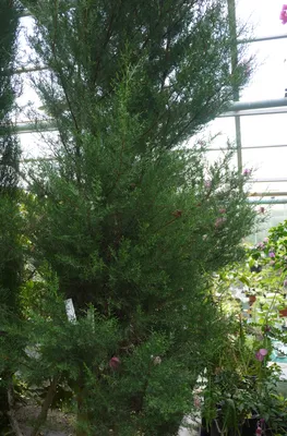 Кипарис аризонский - Купить хвойные деревья на Ботанике