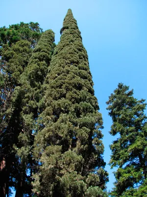 Кипарис аризонский хвойное вечнозеленое растение: 250 грн. - Сад / огород  Днепр на Olx