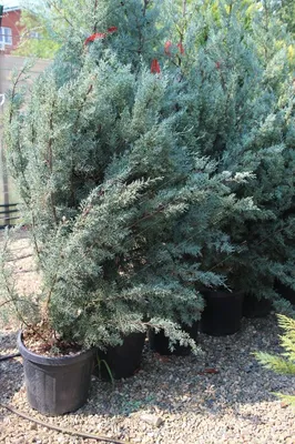 Кипарис аризонский семена 0,5 грамма (около 100 шт) (Cupressus arizonica)  (ID#1709997579), цена: 89.10 ₴, купить на Prom.ua