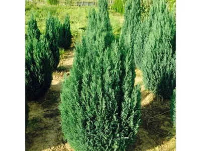 Кипарисовик горохоплодный Скварроза Chamaecyparis pisifera Squarrosa -  купить декоративные и хвойные растения с доставкой по Украине в магазине  Добродар