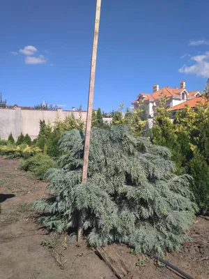 Кипарисовик Лавсона Ivonne - Компания Greenday — Ландшафтный дизайн и  озеленение в городе Алматы и Алматинской области