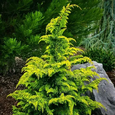 Кипарисовик Лавсона Аргентеовариегата (Chamaecyparis lawsoniana  Argenteovariegata) С7,5 — Питомник Летний сад