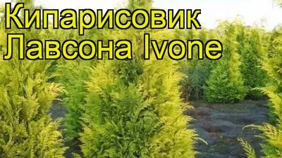 Кипарисовик лавсона Ivonne (Ивонне) | купить выгодно✵Сады-Эдема.рф  –интернет магазин растений для сада
