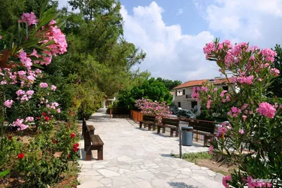 Цветущий Кипр весной: Текомария капская - Блоги Кипра
