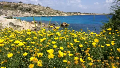 Кипр. Весенние мотивы» — фотоальбом пользователя tinka61 на Туристер.Ру