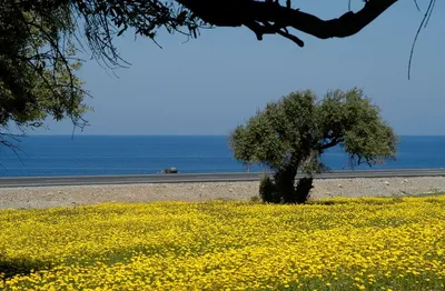 Кипр - «Отдых на острове весной - такого Кипра вы еще не видели!» | отзывы
