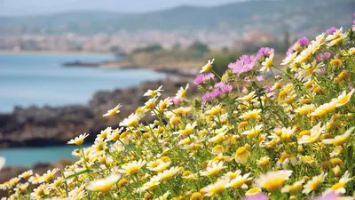 Весна на Кипре; фрагмент местного дома, украшенного растениями и цветами  Стоковое Фото - изображение насчитывающей стена, лето: 156142262