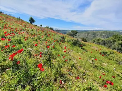 Цветущий Кипр весной: Текомария капская - Блоги Кипра