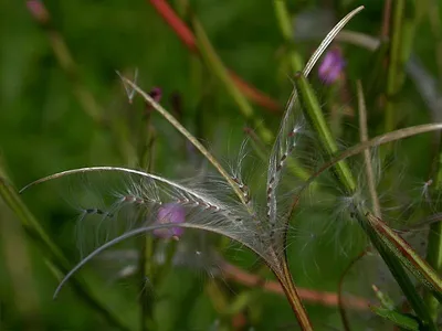 Кипрей мелкоцветковый — Epilobium parviflorum Schreb. (Кипрейные —  Onagraceae Juss.)