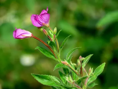 Кипрей мохнатый (Epilobium hirsutum)