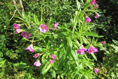 MW0561846, Epilobium parviflorum (Кипрей мелкоцветковый), specimen