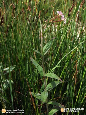 Гербарий. Кипрей мелкоцветковый. Epilobium parviflorum