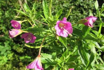 Epilobium parviflorum - Image of an specimen - Plantarium