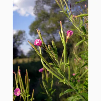 Кипрей мохнатый (Epilobium hirsutum)