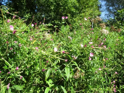 Epilobium parviflorum Schreb., Кипрей мелкоцветковый (World flora) -  Pl@ntNet identify