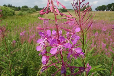 Кипрей мохнатый (Epilobium hirsutum)