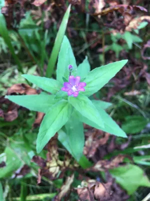 Кипрей мелкоцветковый (Epilobium parviflorum) - PictureThis