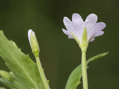 Гербарий. Кипрей мелкоцветковый. Epilobium parviflorum