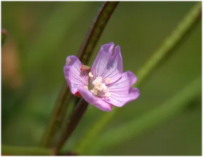 Кипрей мелкоцветковый (Epilobium parviflorum) - PictureThis