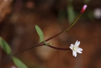 Кипрей мохнатый (Epilobium hirsutum)