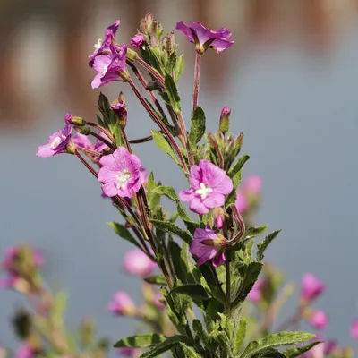 Кипрей мелкоцветковый (Epilobium parviflorum) - PictureThis