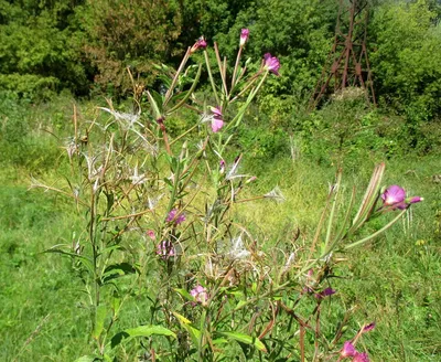 Кипрей мохнатый (Epilobium hirsutum)