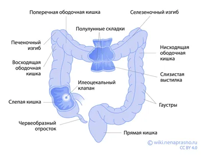 Онко Вики — Как устроен кишечник?