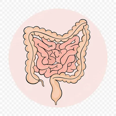 кишечника схема анатомии человека рисованной векторные иллюстрации PNG ,  кишечник, пищевые, анатомия PNG картинки и пнг рисунок для бесплатной  загрузки