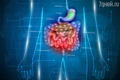 Позвоночник и кишечник. Как влияют друг на друга? - Prima-Vertebra