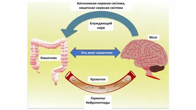 Программа \"Здоровый кишечник\" | Адастра Днепр