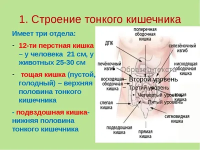 Клетчатка сибирская Здоровый кишечник 2.0 с пребиотиками купить - · Цена в  интернет-магазине Клетчатки