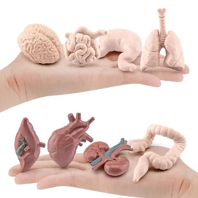 кишечник 3d иллюстрация анатомия пищеварительной системы человека  Иллюстрация штока - иллюстрации насчитывающей иллюстрация, двоеточие:  215876357
