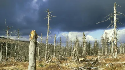 Кислотные дожди фотографии