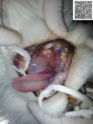 Фото кисты молочной железы у кошки: скачать бесплатно и в хорошем качестве
