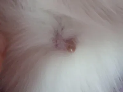Киста молочной железы у кошки: качественные изображения для скачивания