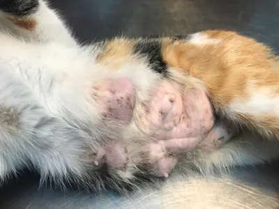Скачать png-изображение кисты молочной железы у кошки