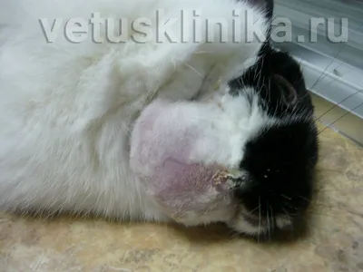 Фото кисты молочной железы у кошки: бесплатное скачивание в отличном качестве