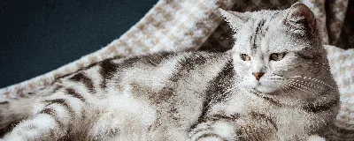 Киста молочной железы у кошки: качественные изображения для загрузки бесплатно