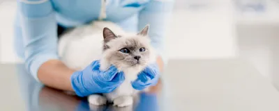 Киста молочной железы у кошки на фото: выберите нужный размер